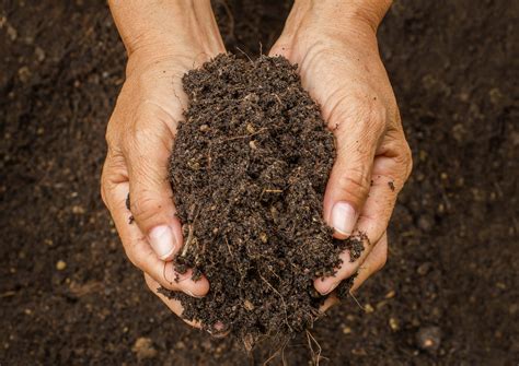 Soil Could Trap Huge Amounts Of Co2 To Battle Climate Change •