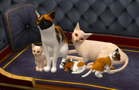 Kitten In The Window Sims Pets Sims 4 Pets Kitten