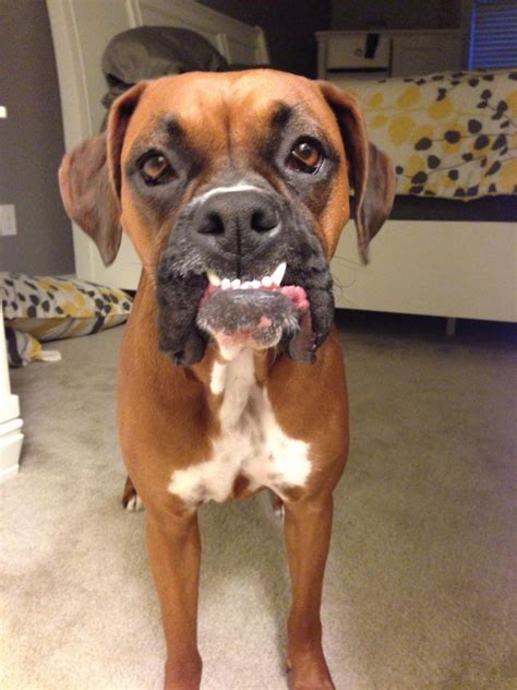 Chipped Teeth Page 2 Boxer Forum Boxer Breed Dog Forums
