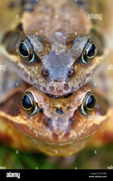 Portrait Of A Pair Of Brown Frogs Stock Photo Alamy