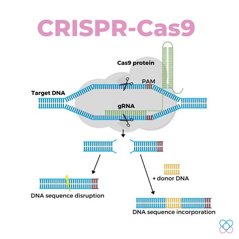 The Crispr Cas9 Genome Editing System Advanx Health Blog