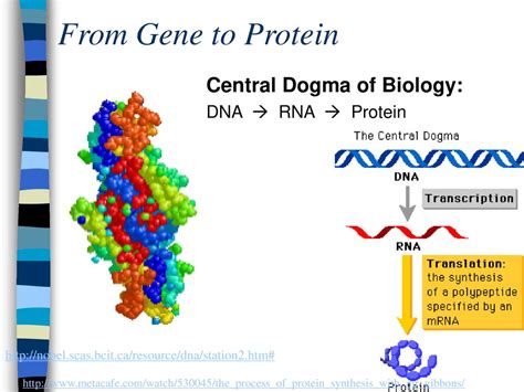 From Gene To Protein Central Dogma Of Biology Dna Rna Protein Ppt