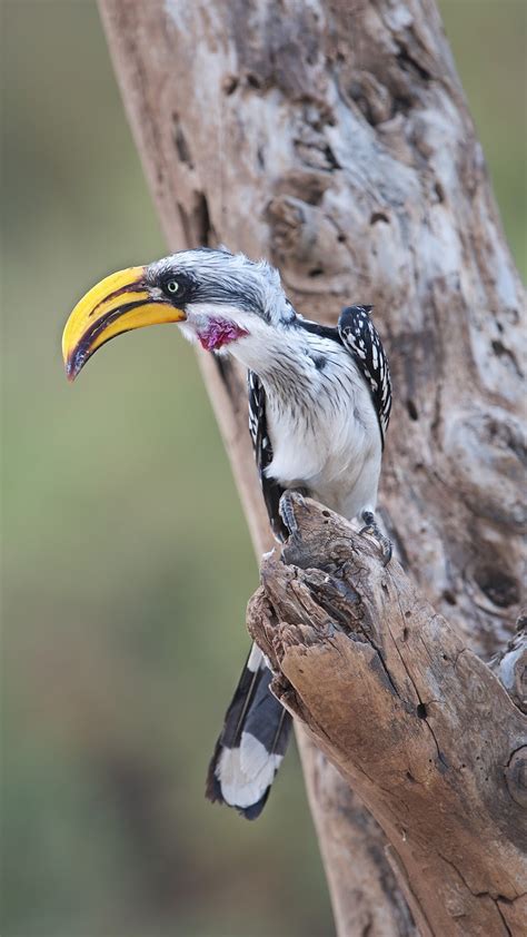 Back In The Usa Eastern Yellow Billed Hornbill In Samburu Kenya