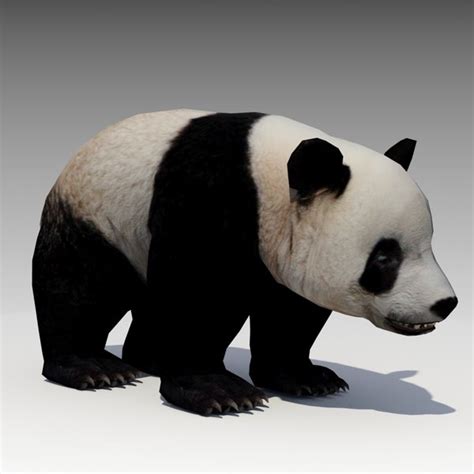 Oso Panda 3d Modelos Para Descargar Turbosquid