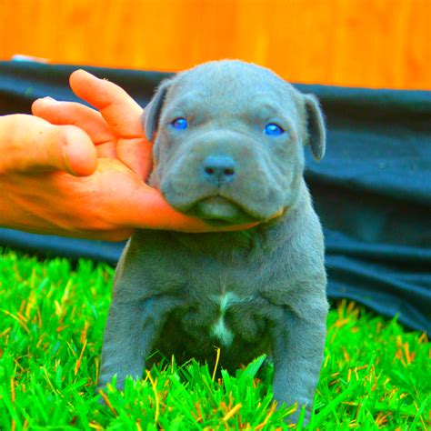 During the third week, the ears will open and the tops of the pointed teeth should begin coming. Do Pitbull Puppies With Blue Eyes Really Exist? - FPMKennels