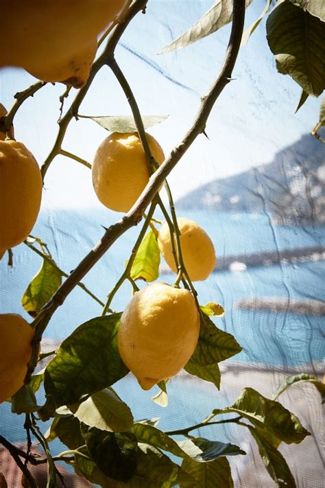 The Amalfi Coast And Its Exquisite Lemons La Cucina Italiana