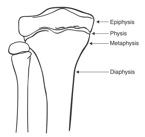 Long Bone Anatomy With Physis