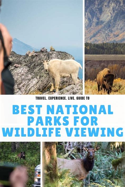 15 Best Us National Parks For Wildlife Watching National Parks Blog