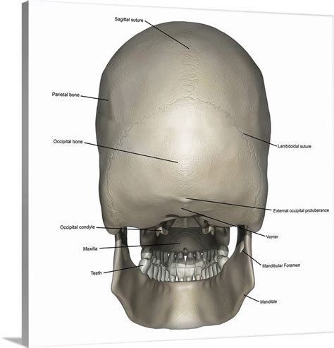 Anterior View Of Human Skull Anatomy With Annotations