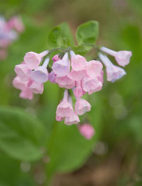 Pink Virginia Bluebells By Jack Nevitt Beautiful Flowers Garden