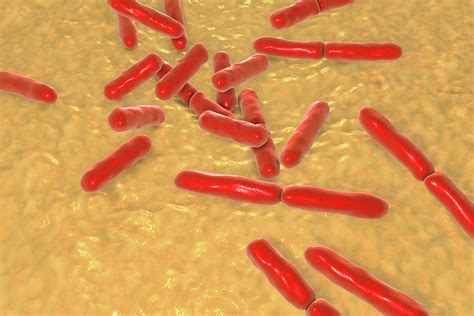 Bifidobacterium Bacteria Photograph By Kateryna Konscience Photo
