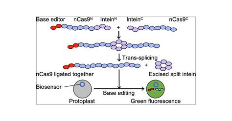 An Intein Mediated Splitncas9 System For Base Editing In Plants Acs
