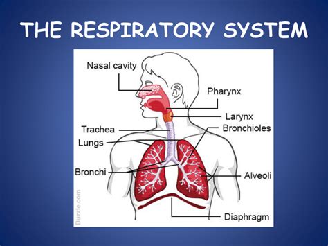 Main Components Of The Respiratory System