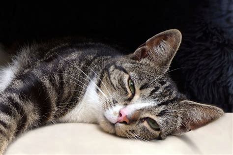 Why Do Cats Blink Slowly Theres A Good Reason Why — And A Good Reason