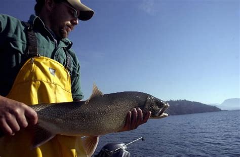 Lake Pend Oreille S Kokanee Comeback Dec 8 2012 The Spokesman Review