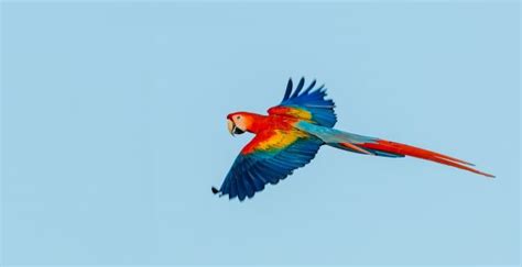 Wallpaper Macaw Parrot Flight Desktop Wallpaper Hd Image Picture