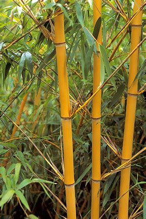 Biennial plants produce leaves in their first year, and flowers in their second year. Bamboo / RHS Gardening