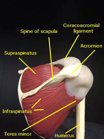 Click on image for larger labeled, picture. Shoulder & Upper Arm | Chandler Physical Therapy