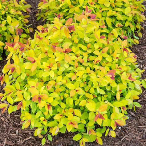 This dwarf variety of spirea is easily grown in average. Magic Carpet Spirea: Compact Shrubs from Gurney's