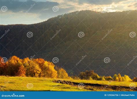 Forest With Orange Foliage On A Grassy Meadow Stock Photo Image Of