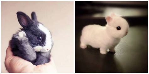 15 Super Cute Baby Bunnies That Will Have You Smiling For No Reason