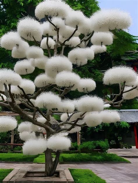 Chinese Losu Tree Aka April Snow Because It Only Blooms Once In