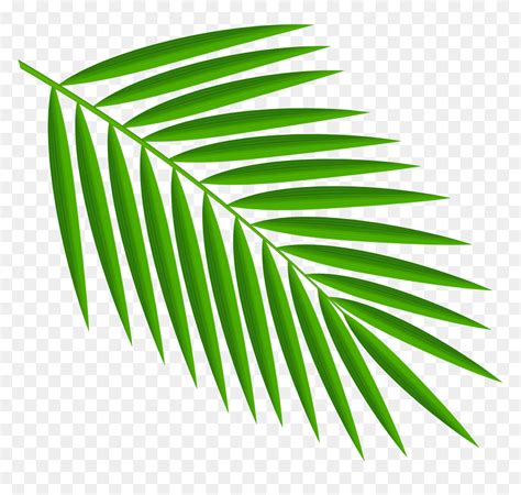 Green Palm Leaves Png Clipart Palm Leaf Clipart Png Transparent Png Vhv