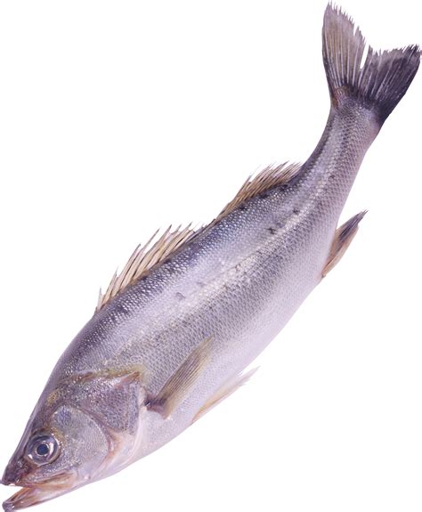 Рыба Png фото