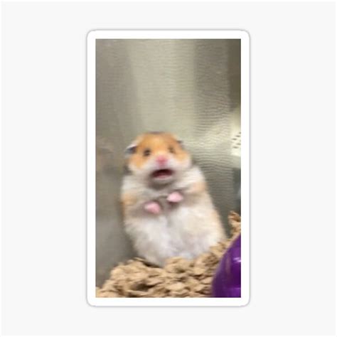 The Best 9 Screaming Hamster Meme Cross Aboutimagefalls