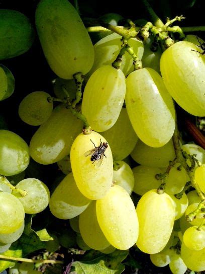 Free Picture Organic Grapes