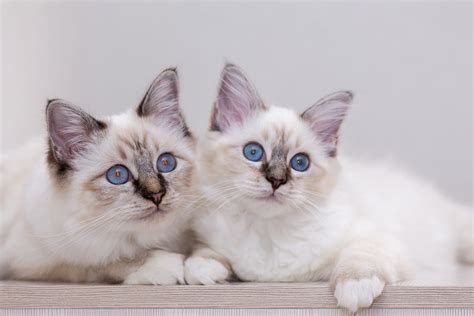 Birman Cat Breed Guide Pet Insurance Review