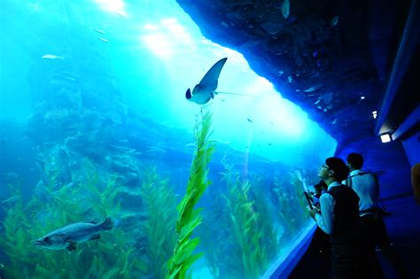 Lotte World Aquarium Seoul South Korea A New Aquarium In Flickr
