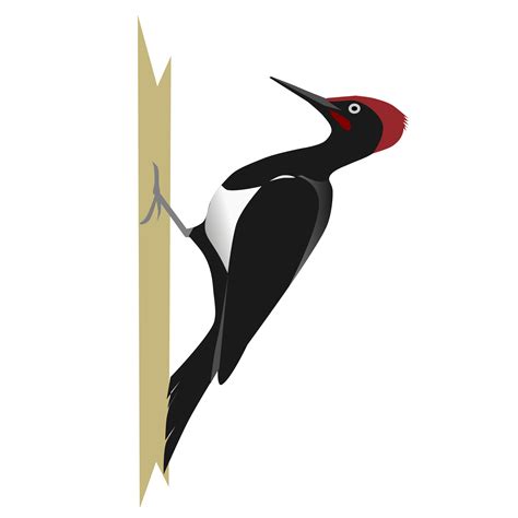 Woodpecker Png Transparent Image Download Size 2000x2000px