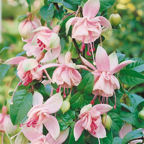 Fuchsia Southgate Express Garden Shop