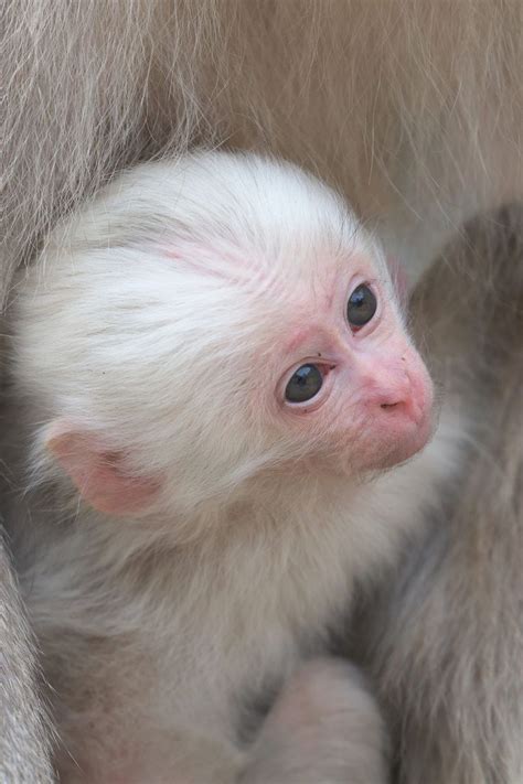 Rhesus Baby Monkey For Sale Peepsburgh