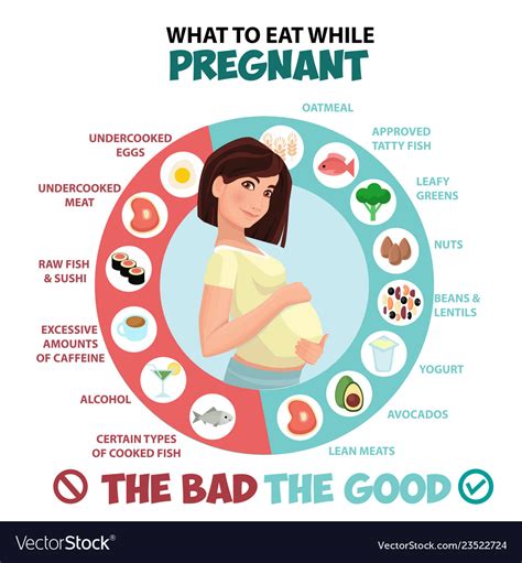 Pregnant Woman Diet Infographic A Food Guide Vector Image