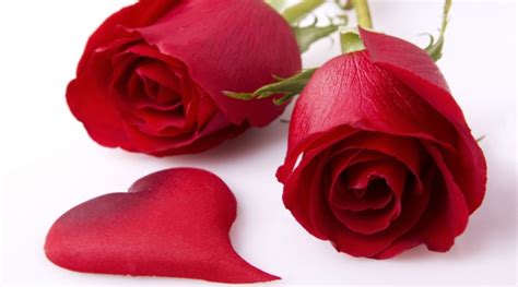 Ich möchte dir keine rosen schenken, denn die haben dornen. Valentinstag Ideen - Stellen Sie sich romantisch ein!