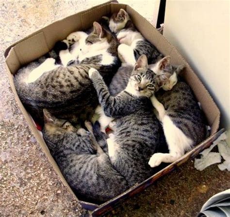 15 Cute Cats In Boxes Amazing Creatures