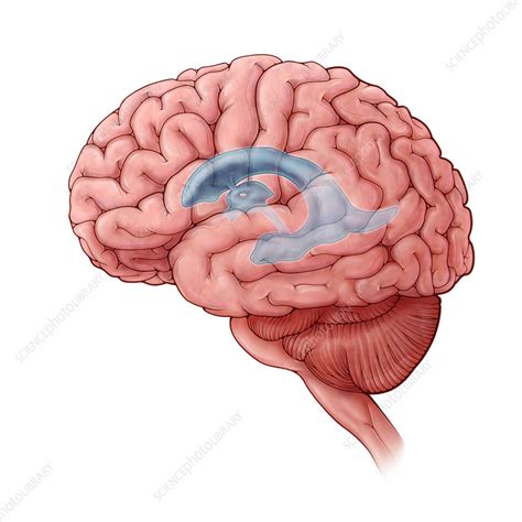 Lateral Ventricles Illustration Stock Image C0305974 Science