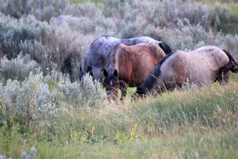 Group Of Horses Out In The Wild At Theodore Roosevelt National Park