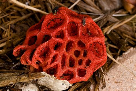 Clathrus Crispus Flies And All This Pretty Little Fungus Flickr