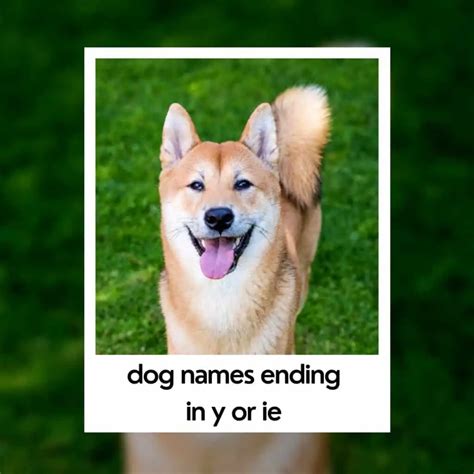 207 Actually Good Dog Names Ending In Y Or Ie Organized Oodle Life