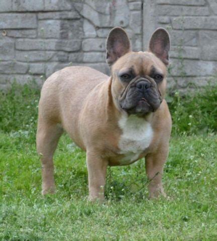 At your boutique in san antonio for you to view in person before 100 percent commit. AKC French Bulldog male pup blue fawn for Sale in San ...
