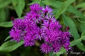 "What's Blooming Now" : Giant Ironweed, Tall Ironweed (Vernonia gigantea)