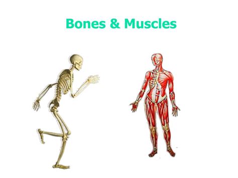 Anatomy Of The Human Body Bones And Muscles