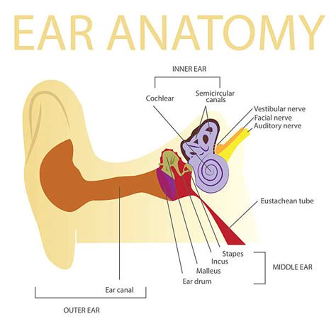 Royalty Free Inner Ear Clip Art Vector Images And Illustrations Istock