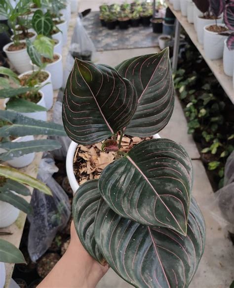 Aglaonema Rotundum Aceh Mawar Hitam Flora