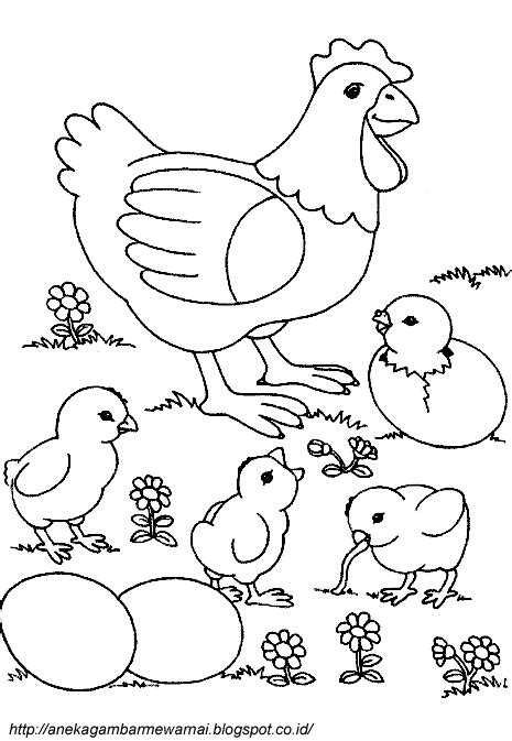 Mewarnai gambar ayam mewarnai gambar. Gambar Mewarnai Ayam Untuk Anak PAUD dan TK