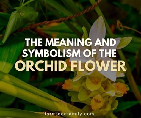 Orchid Flower Meaning And Symbolism What The Orchids Represent