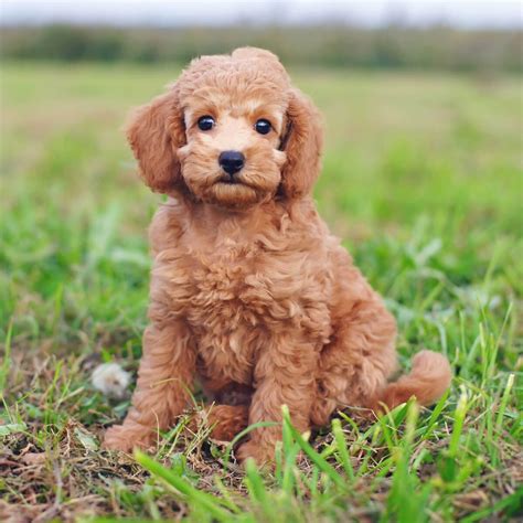 7 Pics Toy Poodle Full Grown And Description Alqu Blog